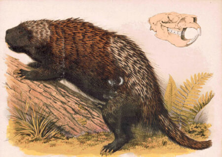 The Long, Prehensile Tail Of The Extinct North American Porcupine