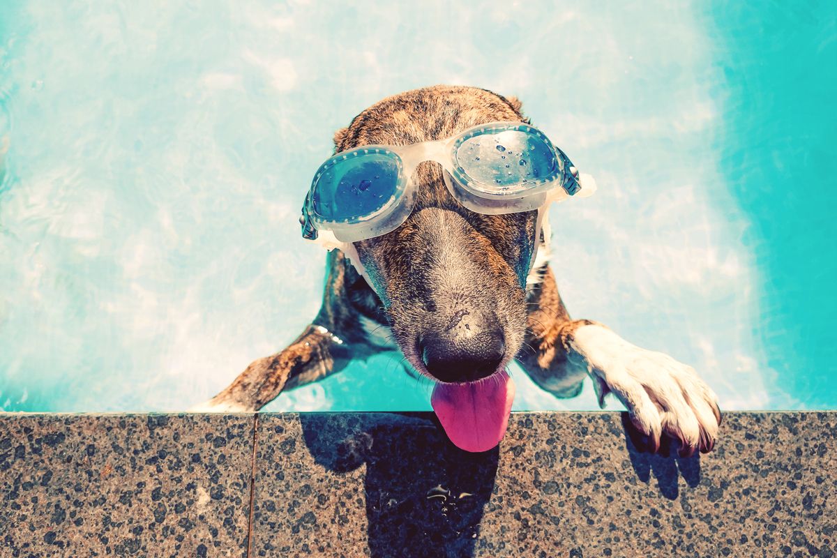 10 Simple Steps to Ensure Your Dog's Safety and Happiness in Hot Weather 1 10 Simple Steps To Ensure Your Dog's Safety And Happiness