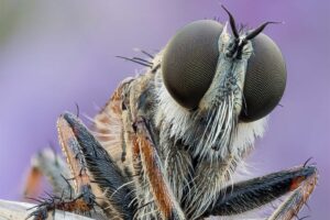 19 Of The Most Incredible And Bizarre Insect Photos From