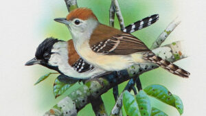 A Recently Found Bird Species In Brazil