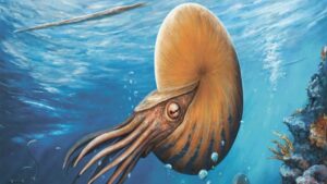 Argentina Unearths New Fossil Of Cephalopod Resembling A Nautilus