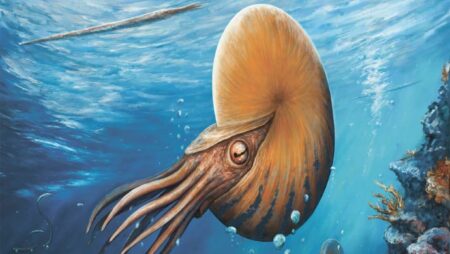 Argentina Unearths New Fossil Of Cephalopod Resembling A Nautilus