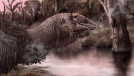 Australia Unearths Remarkably Intact Fossil Skull Of Extinct Colossal Bird