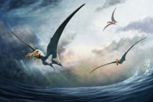 Australian Pterosaurs Possessed Large Tongues For Consuming Prey.