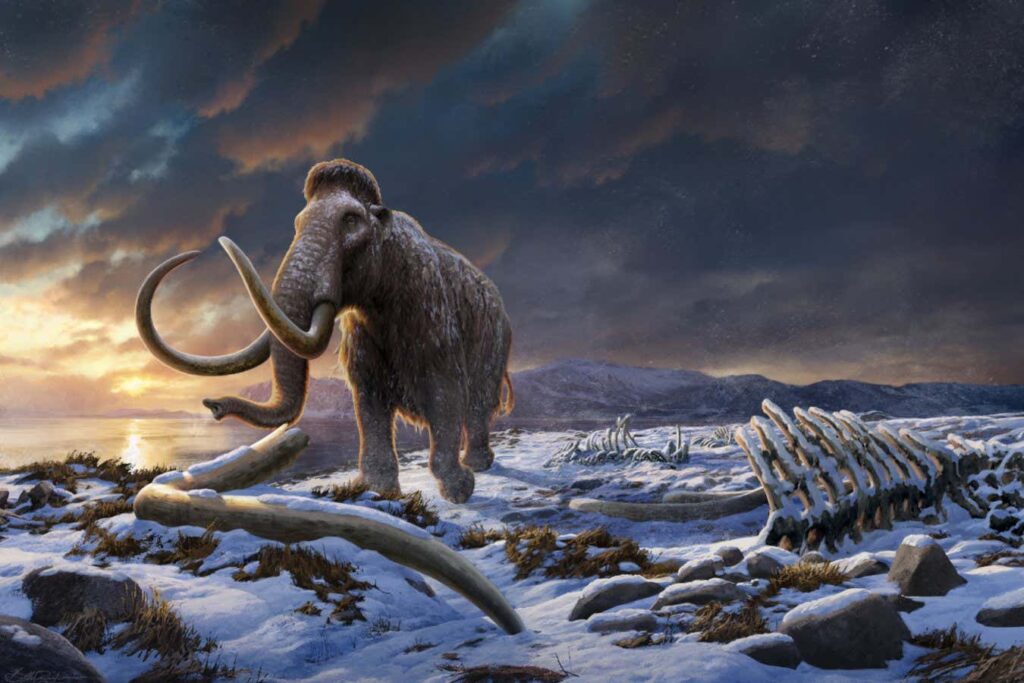 Bad luck, not inbreeding, led to the demise of the last mammoths on Earth Bad Luck, Not Inbreeding, Led To The Demise Of The