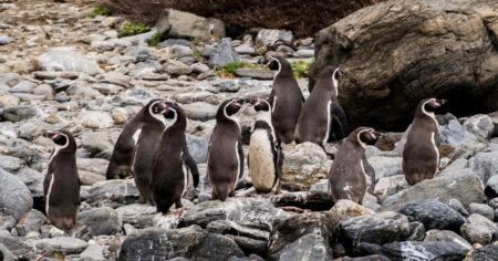 Chile’s Humboldt Penguins Face Extinction as Populations Decline Rapidly Chile's Humboldt Penguins Face Extinction As Populations Decline Rapidly
