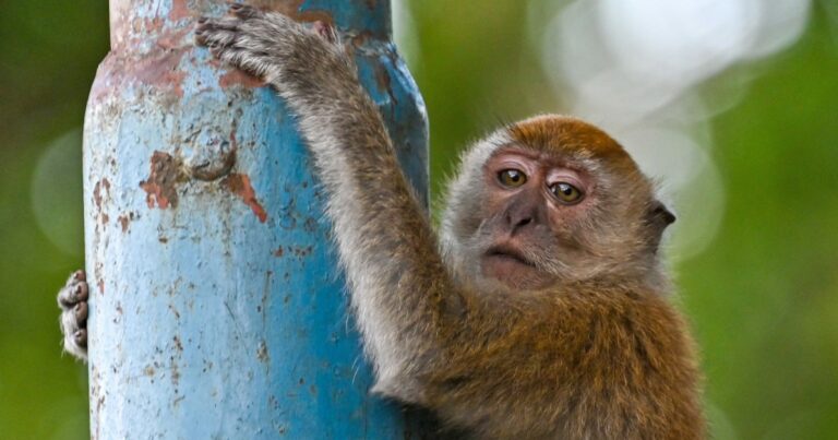 Citizens In Georgia Rally Against Proposed Construction Of Major Monkey