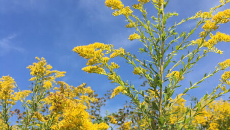 Do Plants Possess Intelligence? | Science News