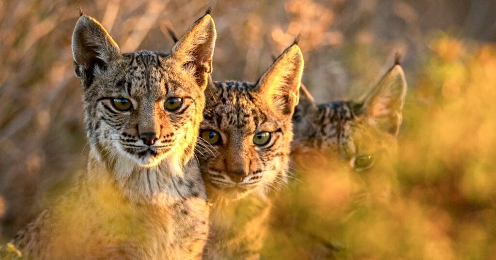 Iberian lynx saved from the brink of extinction thanks to conservation efforts Iberian Lynx Saved From The Brink Of Extinction Thanks To
