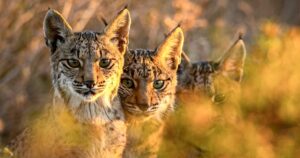 Iberian Lynx Saved From The Brink Of Extinction Thanks To
