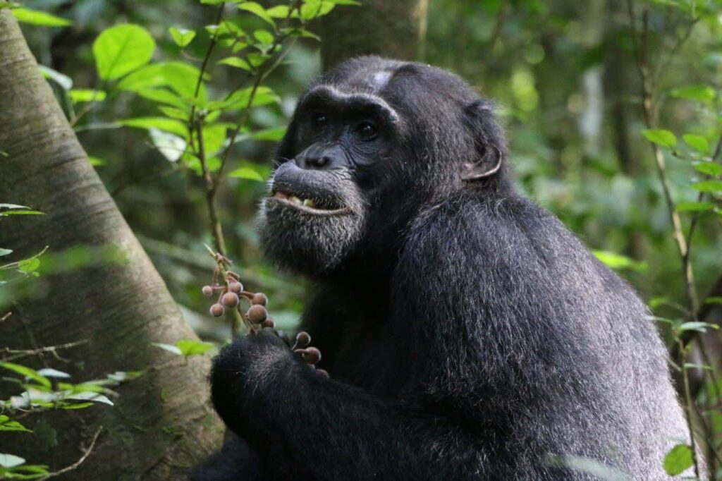 Ill chimpanzees search for different plants with medicinal qualities Ill Chimpanzees Search For Different Plants With Medicinal Qualities