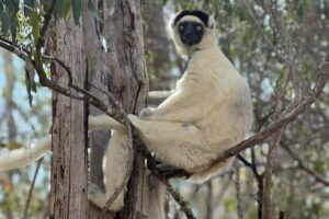 Male Lemurs Exhibit Enlarged Testicles In The Presence Of Other