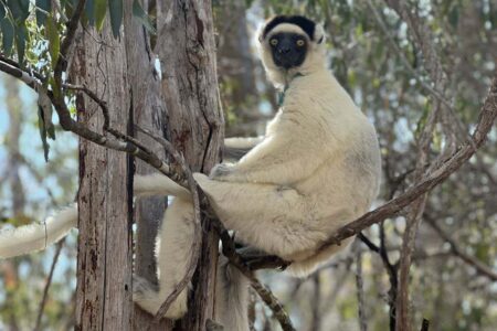 Male Lemurs Exhibit Enlarged Testicles In The Presence Of Other