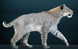 New Discovery Shows Scimitar Toothed Cat Homotherium Found In New Locations
