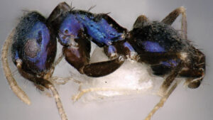 New Metallic Blue Ant Species Found In India By Entomologists