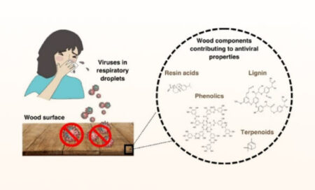 New Study Finds Solid Wood Surfaces Exhibit Natural Antiviral Characteristics