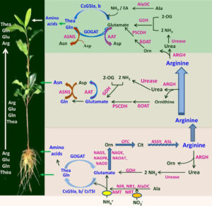 New Study Sheds Light On Amino Acid Metabolism And Transport