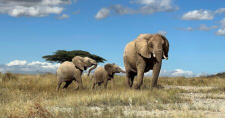 New Study Uncovers How African Elephants Give Each Other Distinct