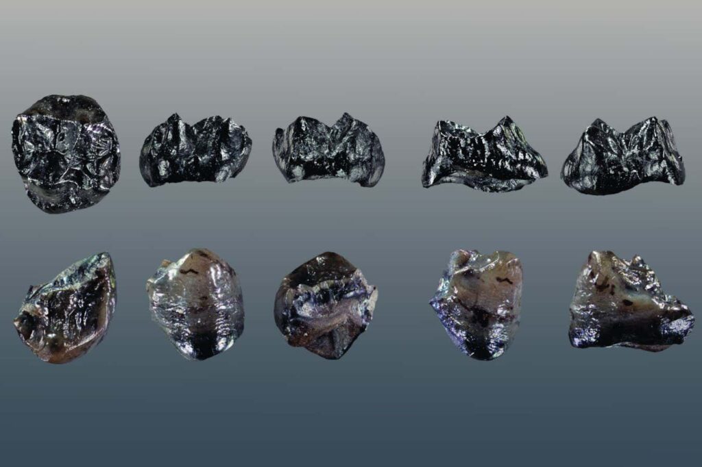 Newly Identified Species: Fossil Of Small Ape Discovered In Europe