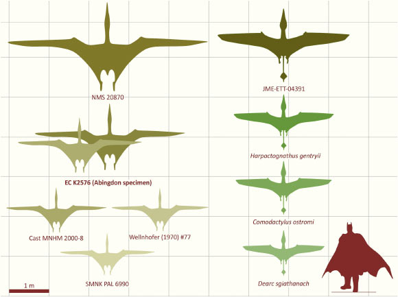 Pterosaurs from the Jurassic period had wingspans of at least 10 feet Pterosaurs From The Jurassic Period Had Wingspans Of At Least