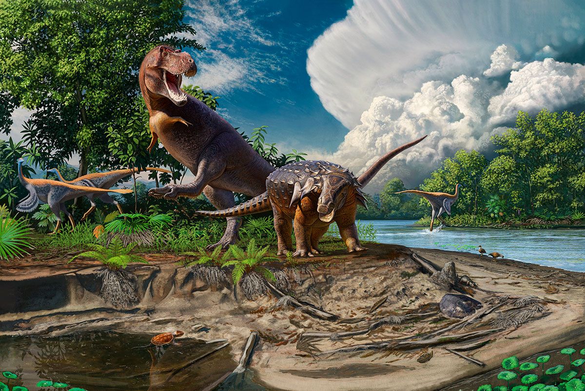 Rare T Rex Fossil Found By 10 Year Old Boy In North Dakota