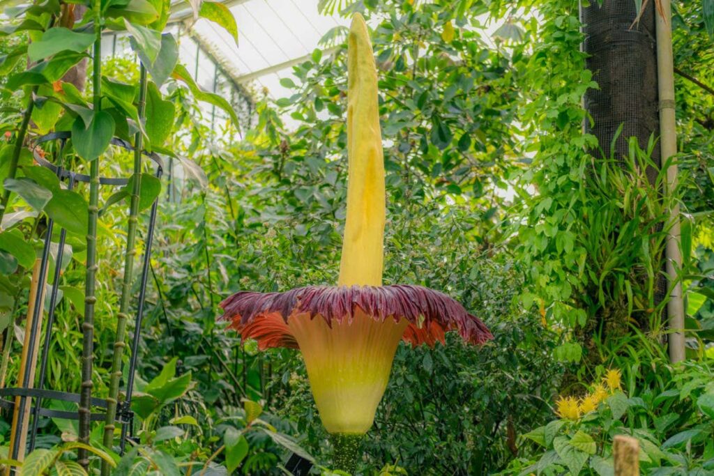 Rare Titan Arum blooms in Kew Gardens emitting scent of rotten flesh Rare Titan Arum Blooms In Kew Gardens Emitting Scent Of