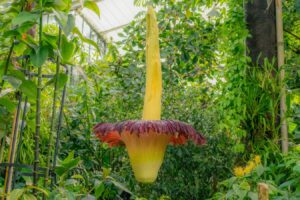 Rare Titan Arum Blooms In Kew Gardens Emitting Scent Of