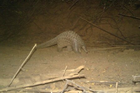 Rare Giant Pangolin Found In Senegal After 24 Year Absence