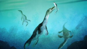 Rare Nothosaurus Fossil Discovered In New Zealand