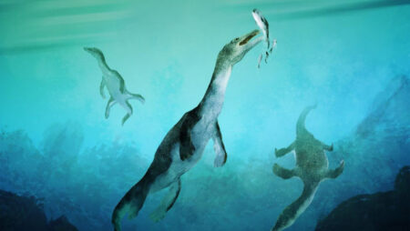 Rare Nothosaurus Fossil Discovered In New Zealand