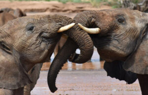 Research: African Elephants Use Individualized Calls Similar To Nicknames To