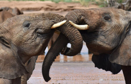 Research: African elephants use individualized calls similar to nicknames to communicate with each other Research: African Elephants Use Individualized Calls Similar To Nicknames To