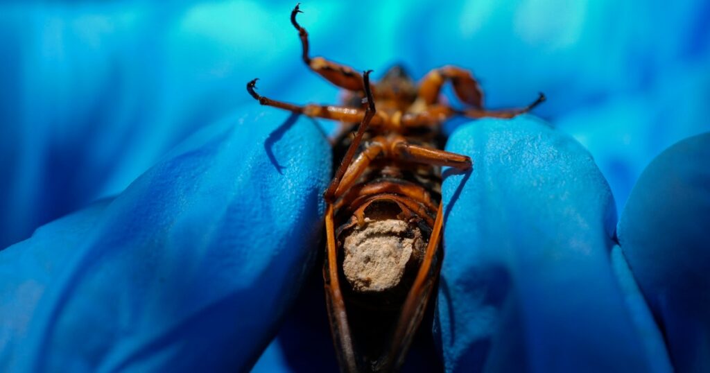Scientists Study Pest Killing Fungus By Collecting Sexually Excited Zombie Cicadas