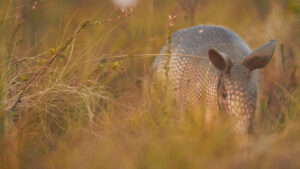 Scientists Discover Unknown Species Of Armadillo