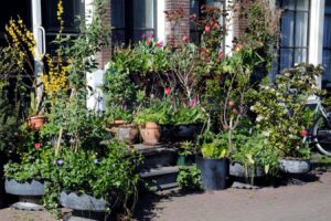 Small Urban Gardens Are A Haven For Insects, Even In