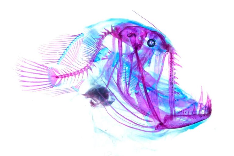 Startling photos reveal the terrifying mouth of a deep-sea anglerfish Startling Photos Reveal The Terrifying Mouth Of A Deep Sea Anglerfish