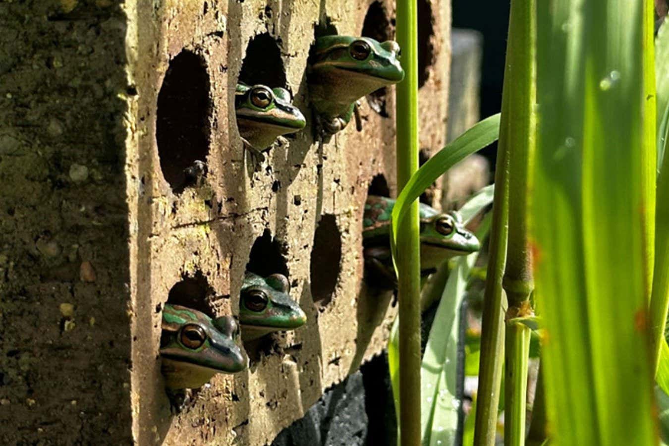 Survival of Endangered Frogs Boosted by Winter Sauna Treatment for Fungal Disease 1 Survival Of Endangered Frogs Boosted By Winter Sauna Treatment For