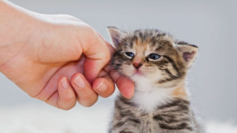 The Correct And Incorrect Way To Pet A Cat