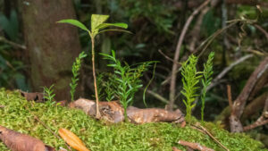 The Genome Of A New Fern Species From New Caledonia