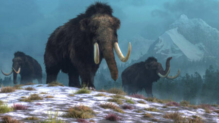 The Mammoth Population On Wrangel Island Remained Stable Before Extinction