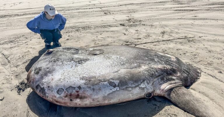 Unexpected surprise: Giant fish thought to be sunbathing on Oregon beach turns out to be a curiosity Unexpected Surprise: Giant Fish Thought To Be Sunbathing On Oregon