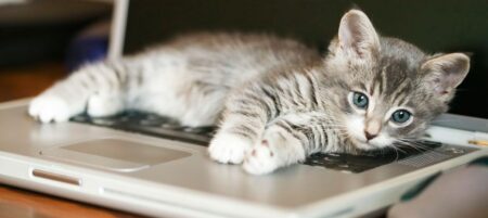 Why Your Cat Insists On Sitting On Your Laptop (not
