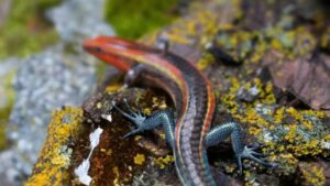 A 99 Million Year Old Skink Found Preserved In Burmese Amber Is The