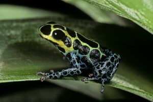 A Cute Frog That May Revolutionize Our Understanding Of Animal
