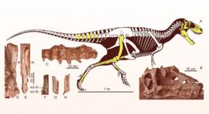 A New Type Of Tyrannosaurus Found In China