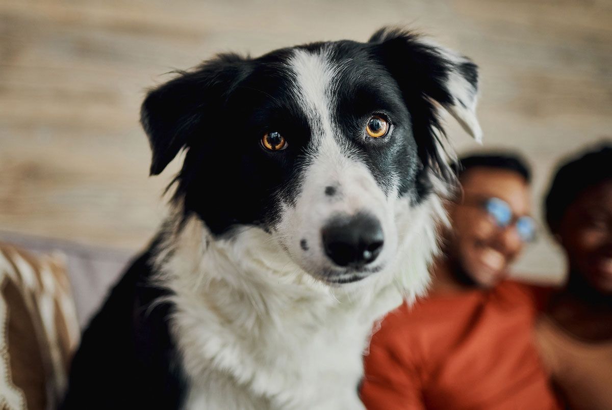 Adorable Reasons Why Dogs Can't Stop Staring At You