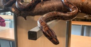 After Years Of Solitude, Boa Constrictor Delivers 14 Baby Snakes
