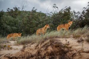 Ancient Dna Unravels The Evolutionary History Of Australian Dingoes