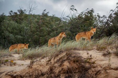Ancient DNA unravels the evolutionary history of Australian dingoes Ancient Dna Unravels The Evolutionary History Of Australian Dingoes