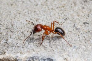 Ants Remove Limbs Of Their Nestmates To Prevent Infection
